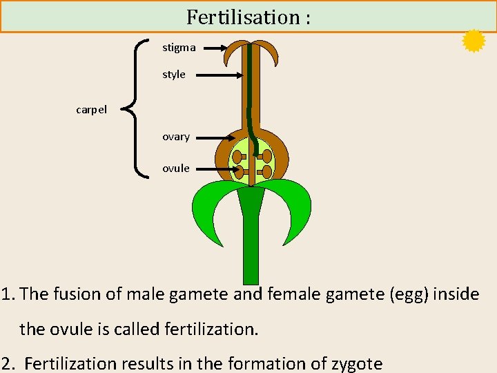 Fertilisation : stigma style carpel ovary ovule 1. The fusion of male gamete and