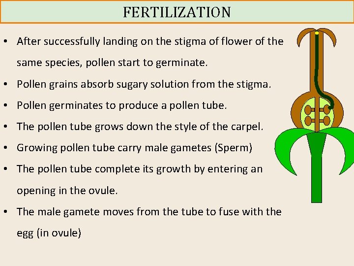 FERTILIZATION • After successfully landing on the stigma of flower of the same species,