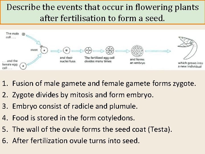 Describe the events that occur in flowering plants after fertilisation to form a seed.