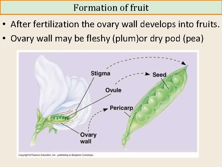 Formation of fruit • After fertilization the ovary wall develops into fruits. • Ovary