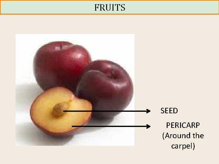 FRUITS SEED PERICARP (Around the carpel) 