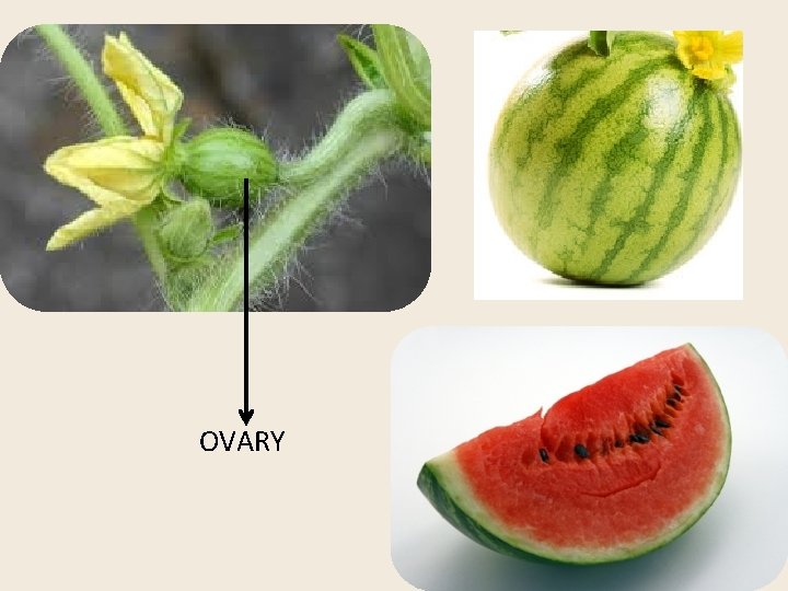 OVARY 