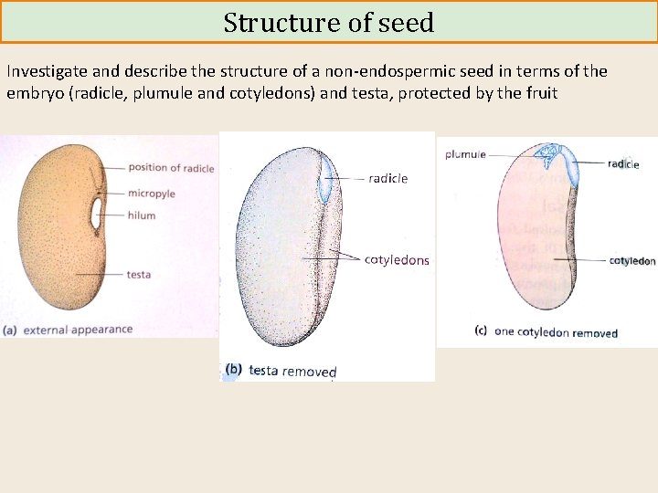 Structure of seed Investigate and describe the structure of a non-endospermic seed in terms
