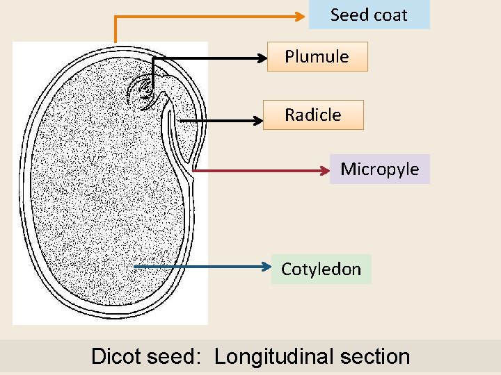 Seed coat Plumule Radicle Micropyle Cotyledon Dicot seed: Longitudinal section 