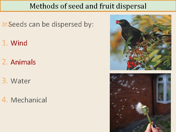 Methods of seed and fruit dispersal Seeds can be dispersed by: 1. Wind 2.