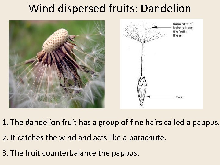 Wind dispersed fruits: Dandelion 1. The dandelion fruit has a group of fine hairs
