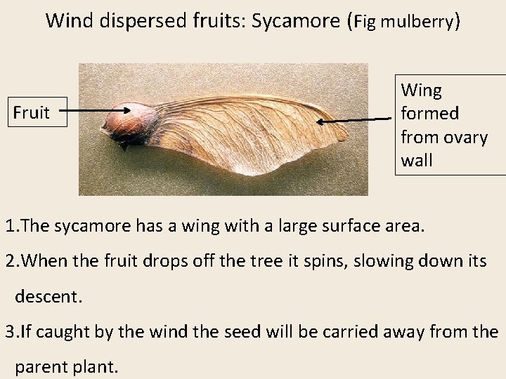 Wind dispersed fruits: Sycamore (Fig mulberry) Fruit Wing formed from ovary wall 1. The