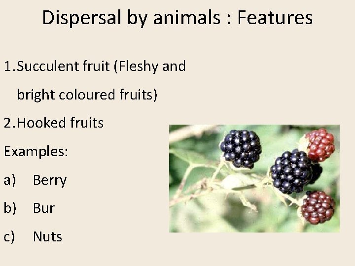Dispersal by animals : Features 1. Succulent fruit (Fleshy and bright coloured fruits) 2.