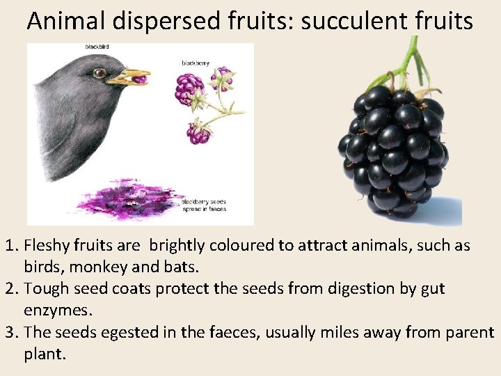 Animal dispersed fruits: succulent fruits 1. Fleshy fruits are brightly coloured to attract animals,