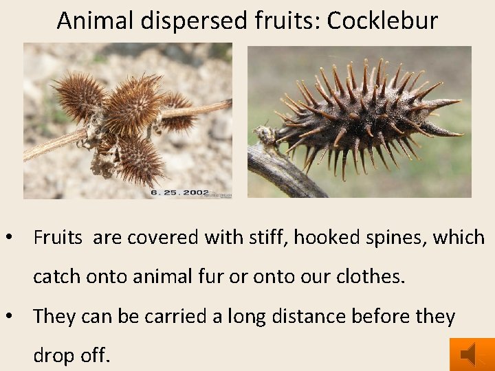 Animal dispersed fruits: Cocklebur • Fruits are covered with stiff, hooked spines, which catch