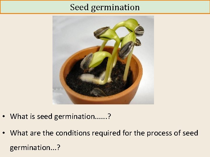Seed germination • What is seed germination. . . ? • What are the