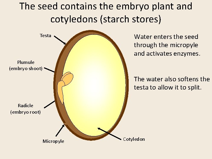 The seed contains the embryo plant and cotyledons (starch stores) Testa Water enters the