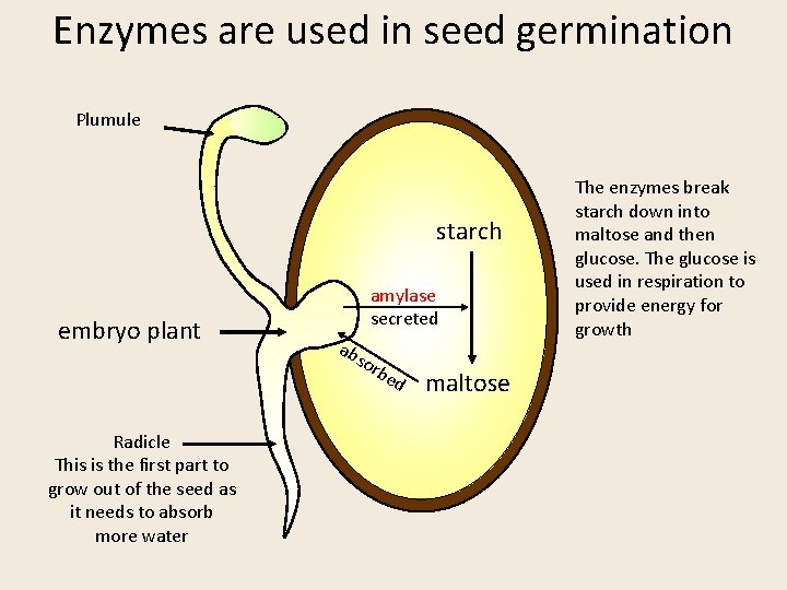 Enzymes are used in seed germination Plumule starch embryo plant amylase secreted ab sor