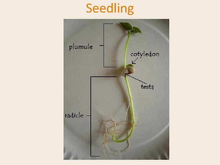 Seedling 