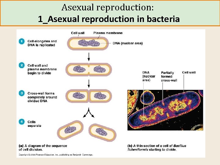 Asexual reproduction: 1_Asexual reproduction in bacteria 