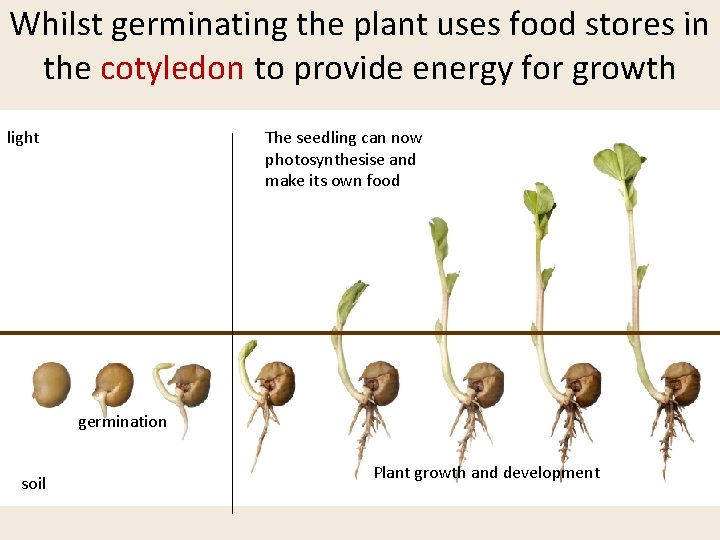 Whilst germinating the plant uses food stores in the cotyledon to provide energy for