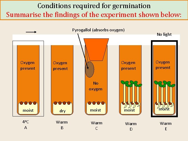 Conditions required for germination Summarise the findings of the experiment shown below: Pyrogallol (absorbs