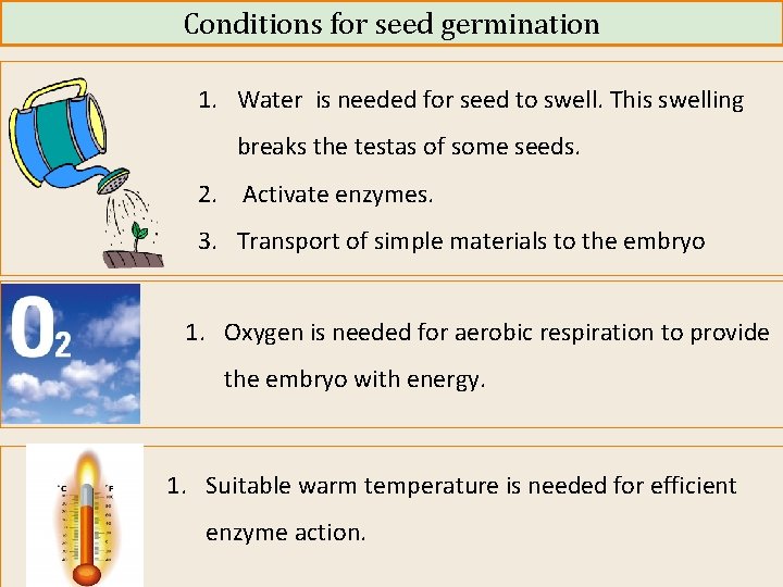 Conditions for seed germination 1. Water is needed for seed to swell. This swelling