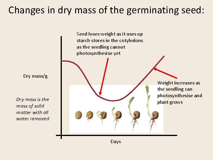 Changes in dry mass of the germinating seed: Seed loses weight as it uses