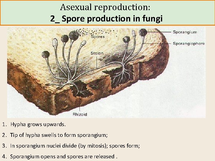 Asexual reproduction: 2_ Spore production in fungi 1. Hypha grows upwards. 2. Tip of