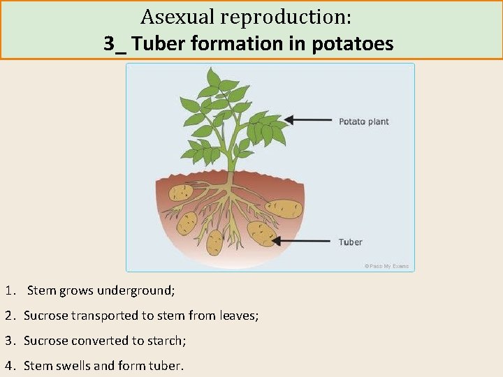 Asexual reproduction: 3_ Tuber formation in potatoes 1. Stem grows underground; 2. Sucrose transported