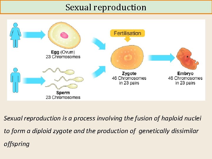 Sexual reproduction is a process involving the fusion of haploid nuclei to form a
