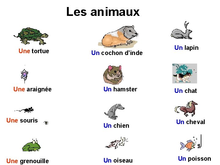 Les animaux Une tortue Une araignée Une souris Une grenouille Un cochon d’inde Un