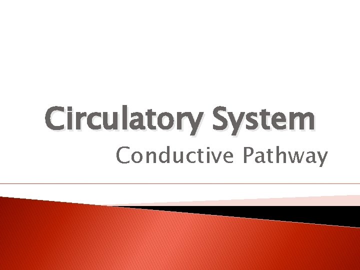 Circulatory System Conductive Pathway 