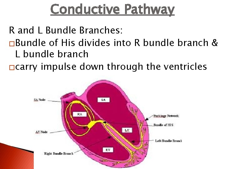 Conductive Pathway R and L Bundle Branches: �Bundle of His divides into R bundle