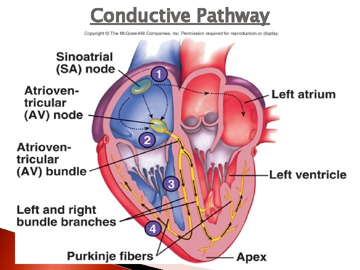 Conductive Pathway 