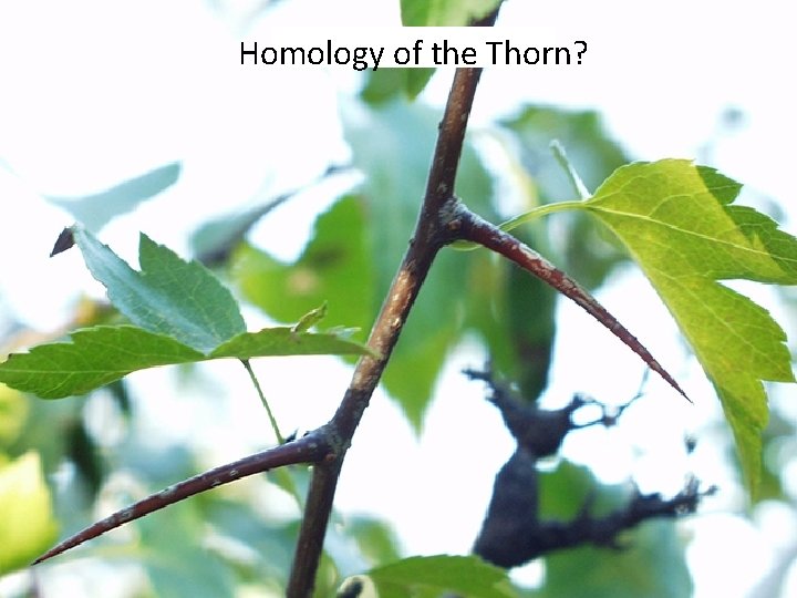 Homology of the Thorn? 