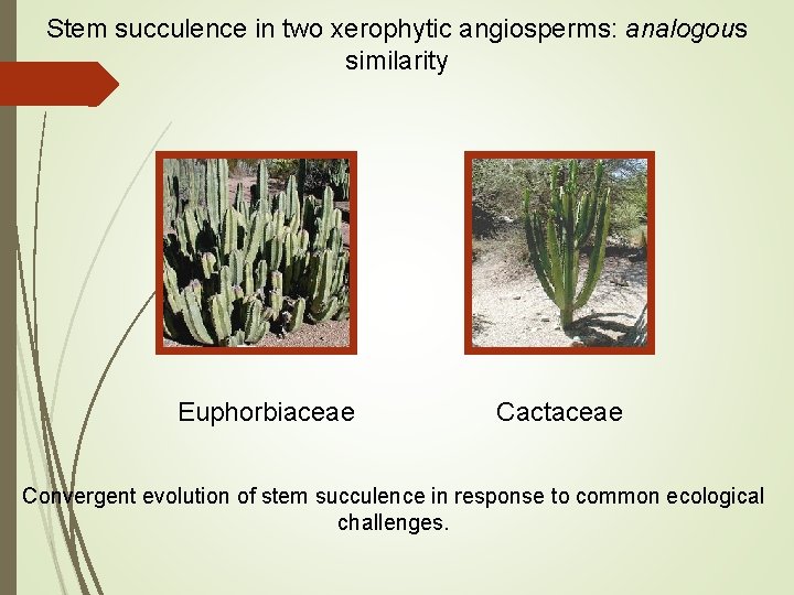 Stem succulence in two xerophytic angiosperms: analogous similarity Euphorbiaceae Cactaceae Convergent evolution of stem