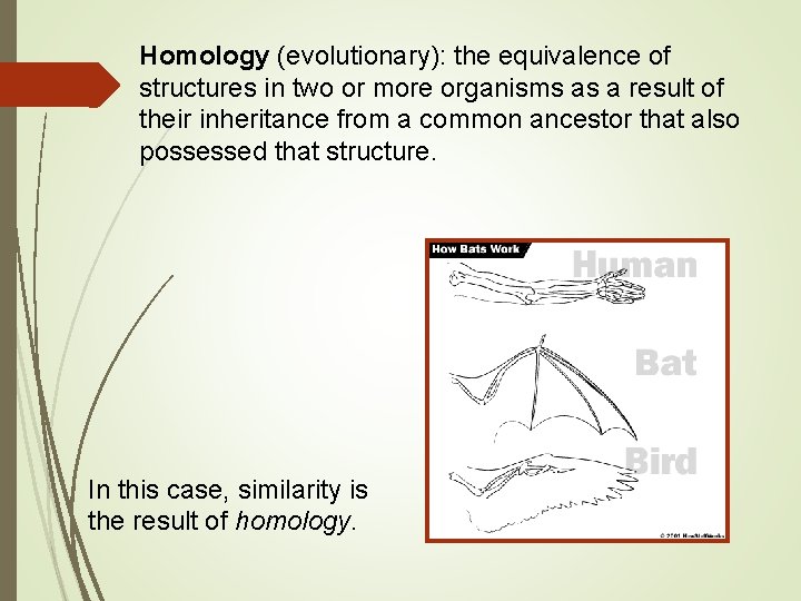 Homology (evolutionary): the equivalence of structures in two or more organisms as a result