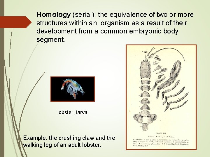 Homology (serial): the equivalence of two or more structures within an organism as a