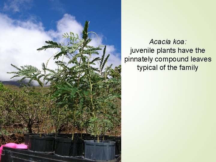 Acacia koa: juvenile plants have the pinnately compound leaves typical of the family 