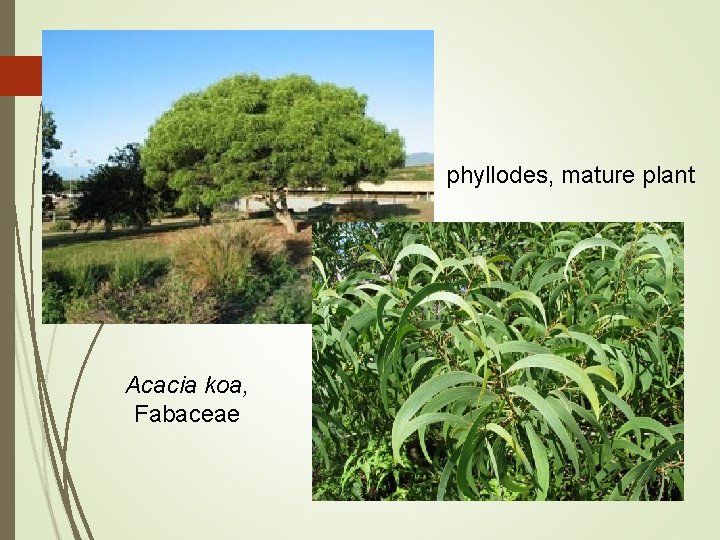 phyllodes, mature plant Acacia koa, Fabaceae 