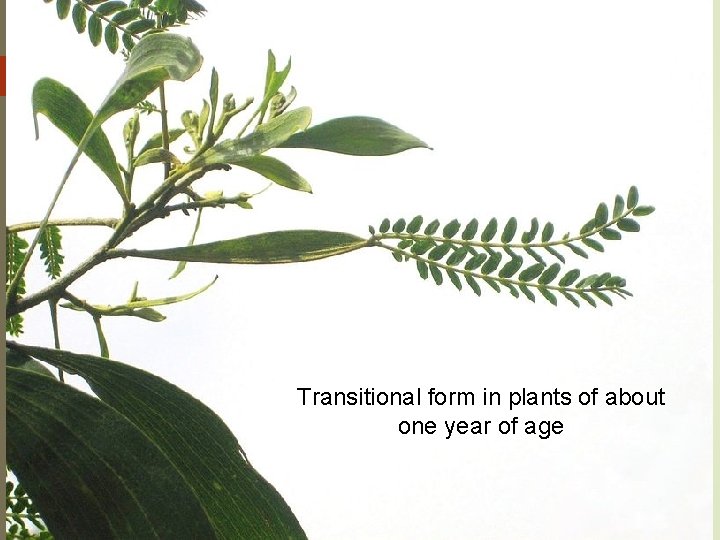 Transitional form in plants of about one year of age 