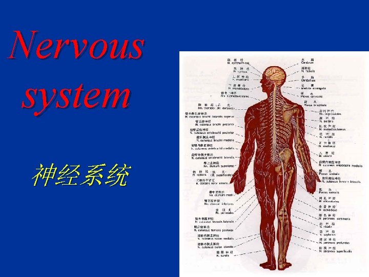 Nervous system 神经系统 