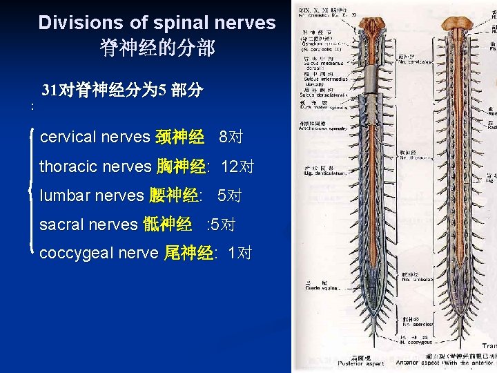 Divisions of spinal nerves 脊神经的分部 : 31对脊神经分为 5 部分 cervical nerves 颈神经 8对 thoracic