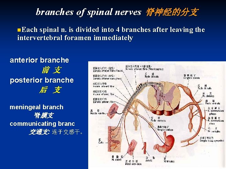 branches of spinal nerves 脊神经的分支 n. Each spinal n. is divided into 4 branches