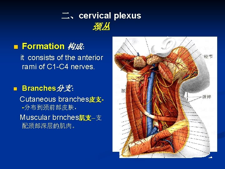 二、cervical plexus 颈丛 n Formation 构成： it consists of the anterior rami of C