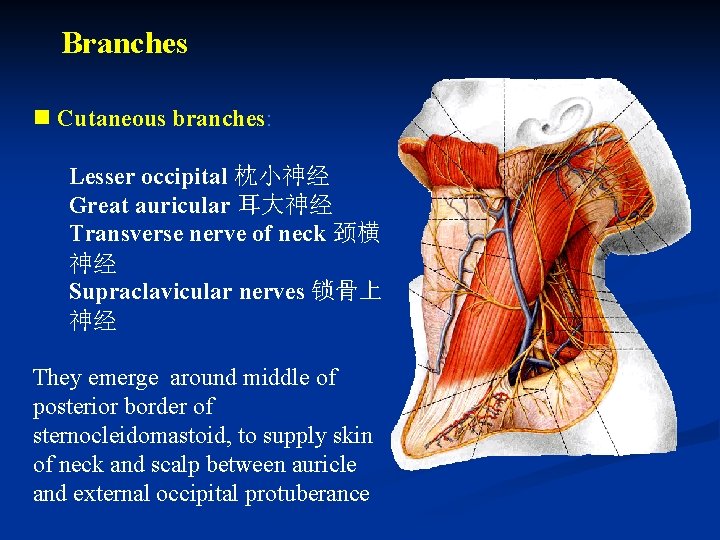 Branches n Cutaneous branches: Lesser occipital 枕小神经 Great auricular 耳大神经 Transverse nerve of neck