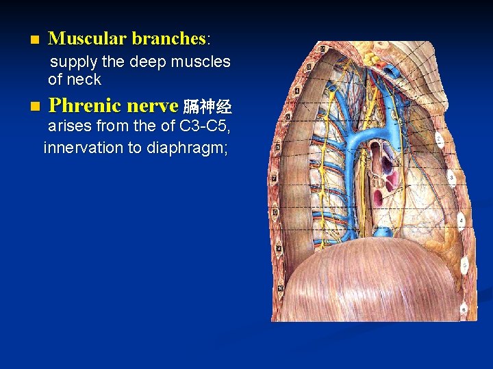 n Muscular branches: supply the deep muscles of neck n Phrenic nerve 膈神经 arises