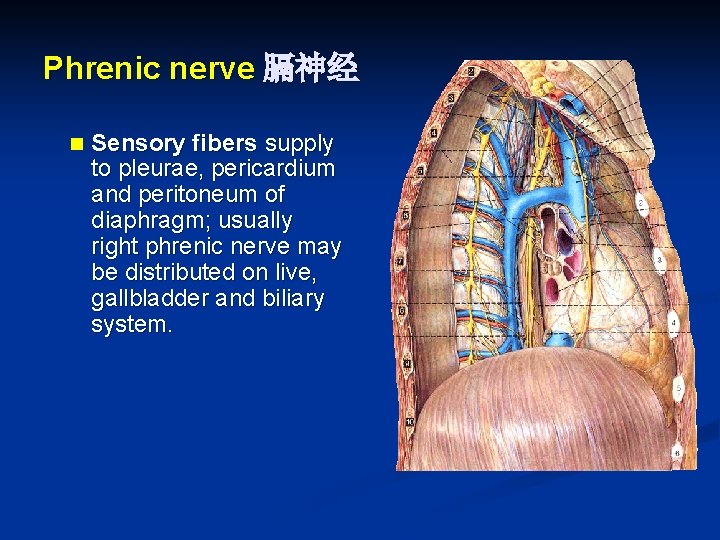 Phrenic nerve 膈神经 n Sensory fibers supply to pleurae, pericardium and peritoneum of diaphragm;