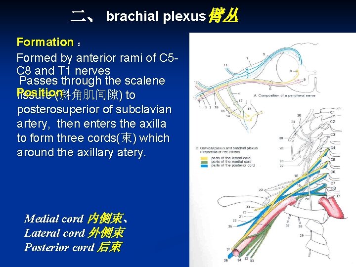 二、 brachial plexus臂丛 Formation ： Formed by anterior rami of C 5 C 8