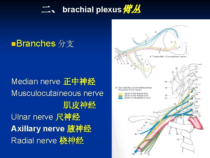 二、 brachial plexus臂丛 n. Branches 分支 Median nerve 正中神经 Musculocutaineous nerve 肌皮神经 Ulnar nerve