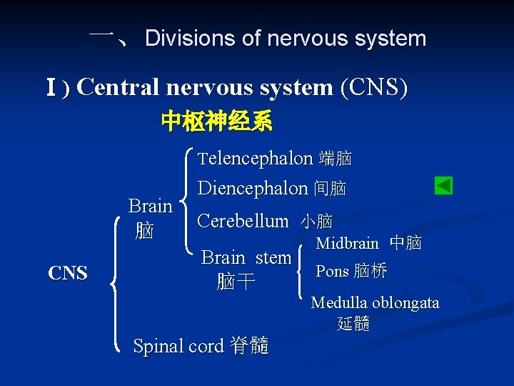 一、Divisions of nervous system Ⅰ) Central nervous system (CNS) 中枢神经系 Telencephalon 端脑 Brain 脑