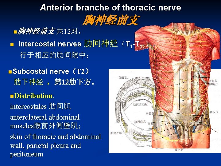 Anterior branche of thoracic nerve 胸神经前支 n胸神经前支 共 12对， n Intercostal nerves 肋间神经（T 1