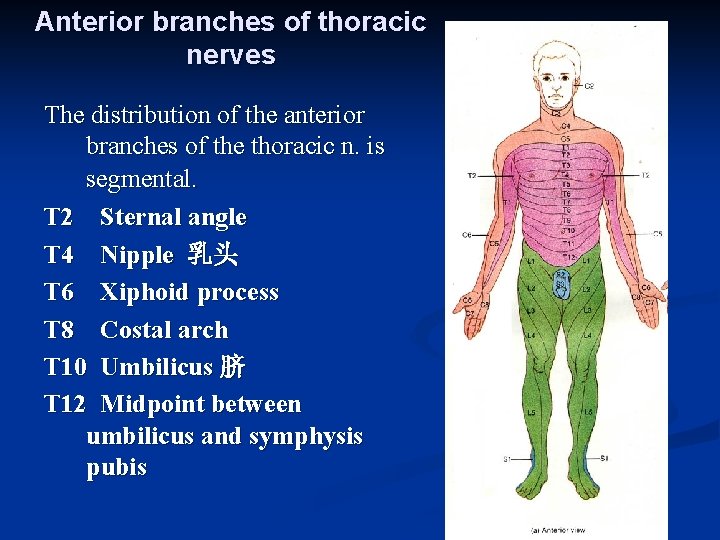 Anterior branches of thoracic nerves The distribution of the anterior branches of the thoracic