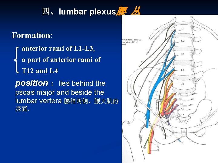 四、lumbar plexus腰 Formation: anterior rami of L 1 -L 3, a part of anterior